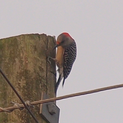 [The woodpecker is perched at the top of a utility pole and looking down so the front and top of her head is visible. She has a red patch just above her beak and then again starting at the top of her head and running down the back of it.]